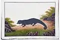 The binturong or Asian bearcat (Arctictis binturong).