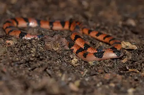 Head