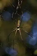 Spider