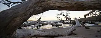Driftwood on the beach is common