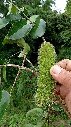 Fruit of Bignonia sciuripabula