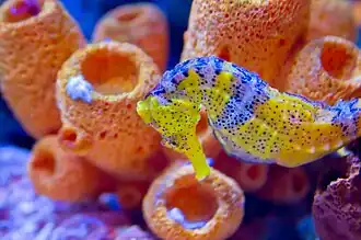 Seahorse