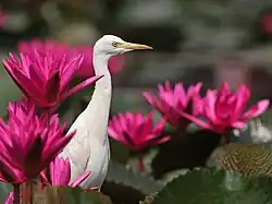 A cattle egret at the Chirakkal chira