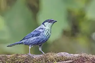Black-capped tanager (Stilpnia heinei) male Paz de las Aves.jpg