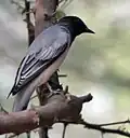 Male at Sindhrot in Vadodara district of Gujarat, India.