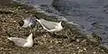 nesting and with chicks