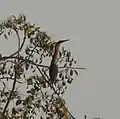 In Kinnerasani Wildlife Sanctuary, Telangana, India