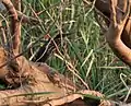In Kinnerasani Wildlife Sanctuary, Telangana, India