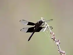 Male underside