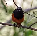 Male P. o. rufiventris at Sultanpur National Park in Gurgaon district of Haryana, India