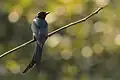 Black drongo