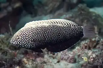Older juvenile