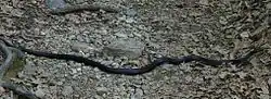 Eastern racer on the Pine Meadow Lake Trail