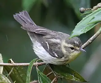 1st winter, Costa Rica