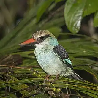 H. m. dryas São Tomé and Príncipe