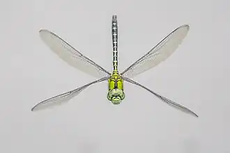 male