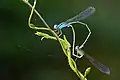 Mating pair