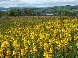 Bog asphodel