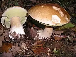 photograph of cep mushrooms growing in woodland