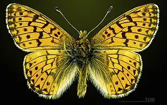 ♂