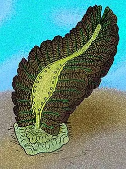 A more recent reconstruction of Bomakellia kelleri, this time as a petalonamid, based on Dzik J's interpretation.