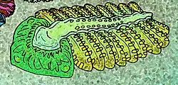 An outdated reconstruction of Bomakellia kelleri as a proto-arthropod, based on B. M. Waggoner's interpretation.