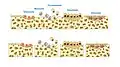 Illustration showing bone remodelling cycle
