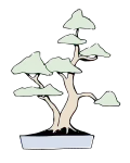 Multi-trunk or sokan style (twin-trunk style in this example)
