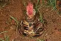 Edgeways view of young inflorescence emerging from bulb charred by bush fire