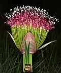 Mature inflorescence (flowers open), showing basal bracts and embryonic leaf fan