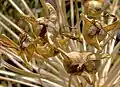 Close-up of ripe 3-horned capsules