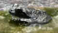 Booroolong frog