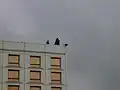 Government Protection Bureau snipers guarding the area of Piłsudski Square during President's speech.