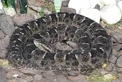 Bothrops neuwiedi (Neuwied's lancehead)