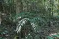 Bowenia serrulata growing in transition forest near Byfield, in the Capricornia region of Queensland, Australia