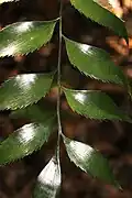 Pinnae of Bowenia serrulata