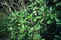 Clusters of large glossy green leaves