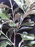 Foliage