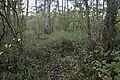 Fordham Woods