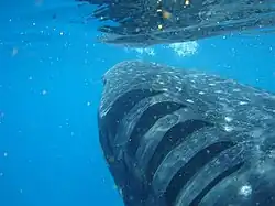 Image 4The gill slits of a whale shark flaring as it expels water from its pharyngeal cavity. (from Shark anatomy)