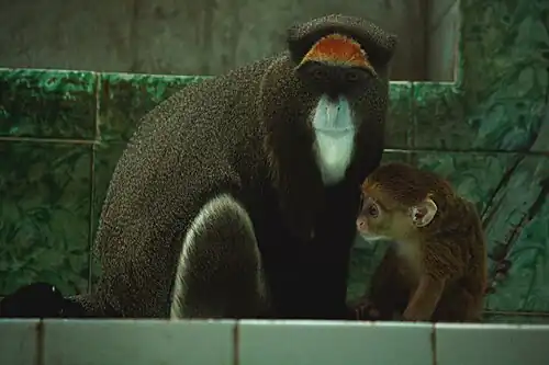 De Brazza's monkeys