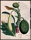 Breadfruit (Artocarpus altilis)