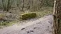 Chiddingfold Forest