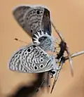 Mating