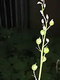 Fruits