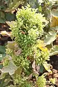 Brinjal Little leaf phytoplasma