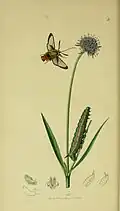 Caterpillar and adult in John Curtis's British Entomology, Volume 5