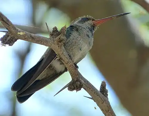 Adult female C. latirostris