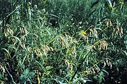 Arctic brome B. kalmii