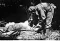 Legge conducting a post-mortem on one of the goats the next day